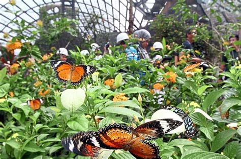 Find how to reach entopia by penang butterfly farm from your location. Activities - Esol IGCSE Home School Penang