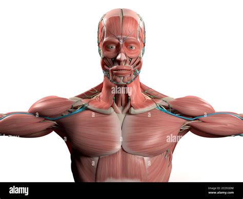 Torso Muscle Anatomy Diagram Muscles Of The Neck And Torso Classic
