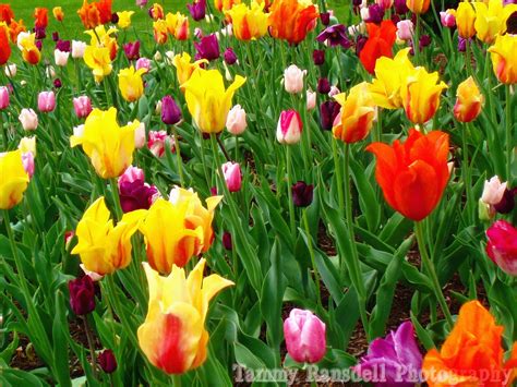 Bing Spring Flower Images