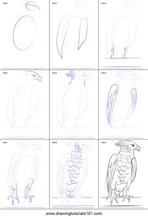 How To Draw A Harpy Eagle Printable Step By Step Drawing Sheet
