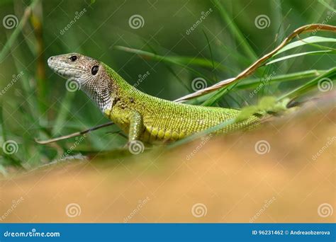 Green Lizard Lacerta Viridis Female Stock Photo Image Of Reptile