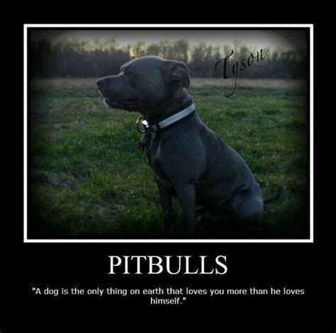 Pin By Aimee Thompson On Be Their Voice Pitbulls Pitbull Terrier Dogs