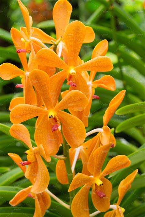 Aranda Omyai Orange Orchid Flower In Singapore Nature Stock Photos