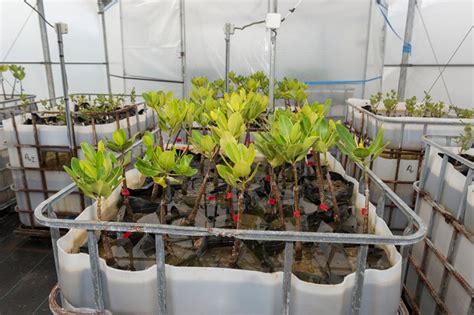 Darpa Wants To Turn Plants Into Biohazard Detecting Spy Sensors