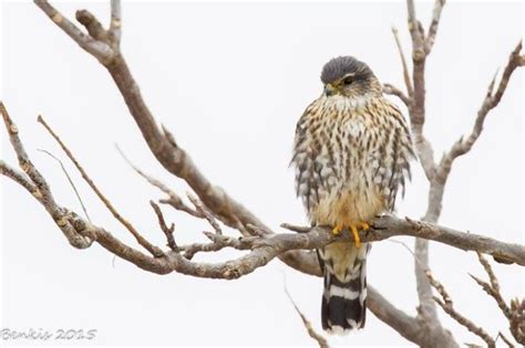 16 Photos Of Wildlife In Nebraska That Will Drop Your Jaw Wildlife