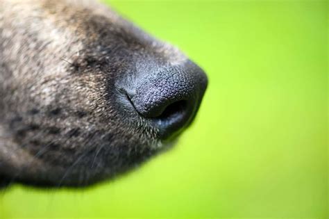 A Closer Look At Your Dogs Most Useful Feature His Nose