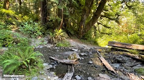 Hoh River Trail To Blue Glacier Hike Guide
