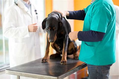 El Veterinario Muerde A Un Perro ¿el Dueño Es Responsable Lo Que Dice