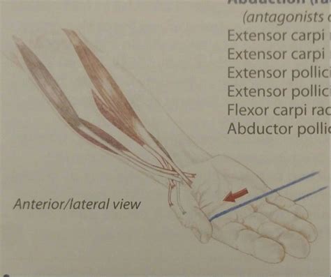 Wrist Abduction Radial Deviation Antagonists On Adduction Ulnar Deviation Extensor Carpi
