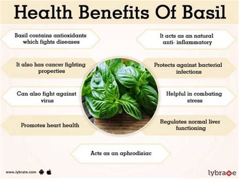 Top 5 Tremendous Benefits Of Holy Basil The Queen Of Herbs