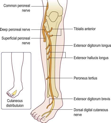 Common Fibular Nerve Course Motor Sensory Innervation How To Relief