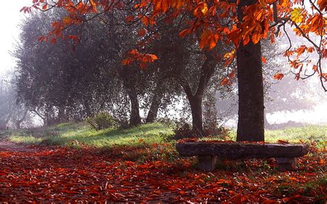 赤い木の森、 木の写真を通して太陽光線、 自然、 風景、 公園、 木、 秋、 霧、 葉、 ベンチ、 太陽光線、 朝、 赤、 Hdデスクトップの
