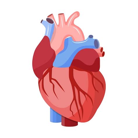 Coração Anatômico Isolado Vetor Premium