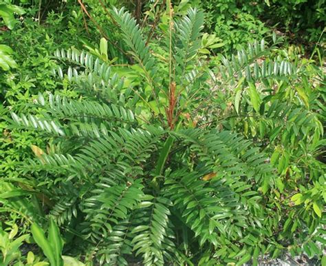Eurycoma Longifolia Tongkat Ali Pasak Bumi Dried Herb Wood Etsy UK
