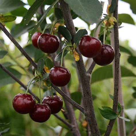 Morello Cherry Tree Is The Perfect Cooking Cherry For Cherry Pies A Self Fertile And Heavy