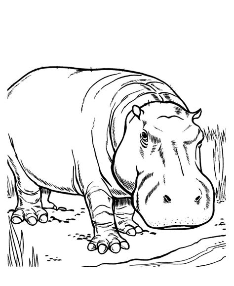 Hippopotamus Coloring Pages At Free Printable