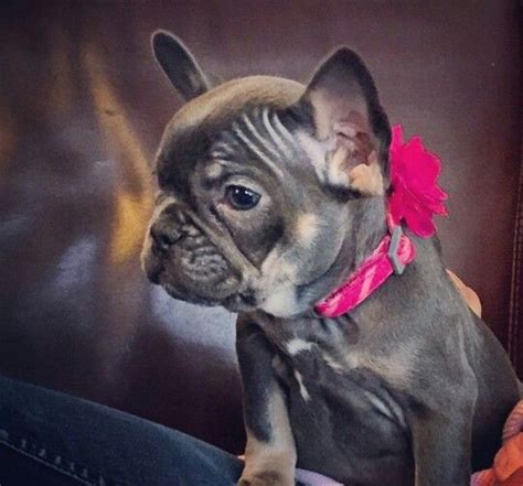 Pretty Frenchie Girl