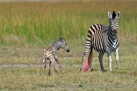 What Is A Baby Zebra Called