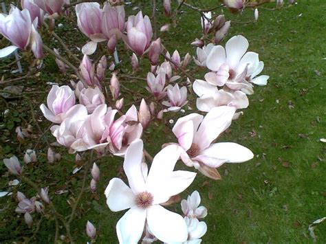 Magnolia Blossom Said To Be Divine In Enfleurage For Perfume CS