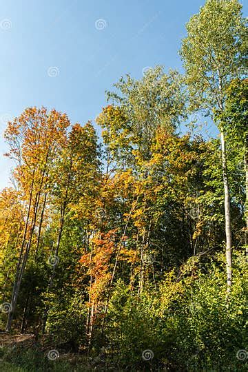 Yellowing Crown Of Trees Against A Blue Clear Sky Early Autumn Forest