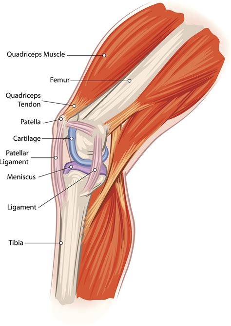 Mr Miles Callahan Anatomy Of The Knee