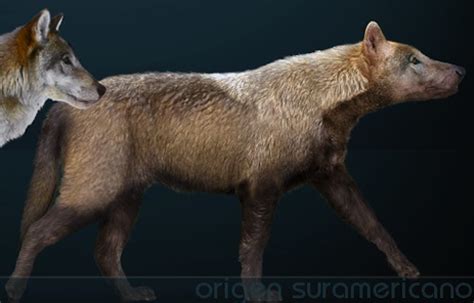 The dire wolf, canis dirus, is an extinct carnivorous mammal of the genus canis, and was most common in north america. MUSEUM QUALITY FOSSILS FOR SALE/ DINOSAUR FOSSILS ...