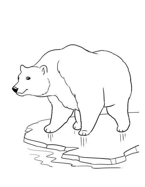 Realistic polar bear coloring pages. Free Printable Bear Coloring Pages For Kids