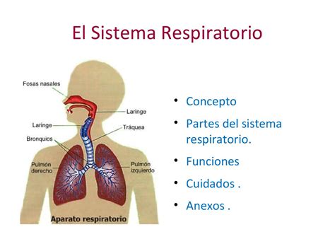 El Sistema Respiratorio Principales Caractersticas