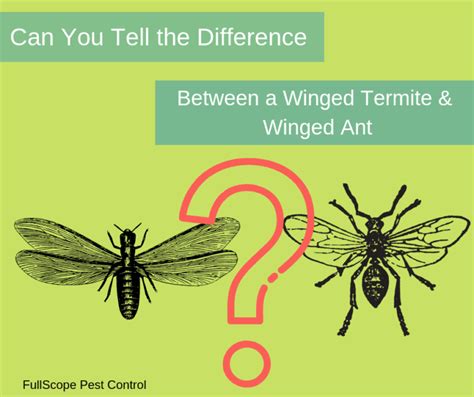 Termites Or Ants Can You Tell The Difference Fullscope Pest Control