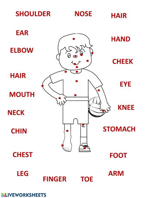 Parts Of The Body Interactive And Downloadable Worksheet You Can Do