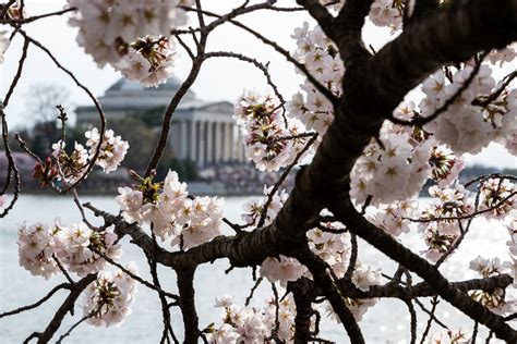 Photos 2019 Cherry Blossoms Wtop News