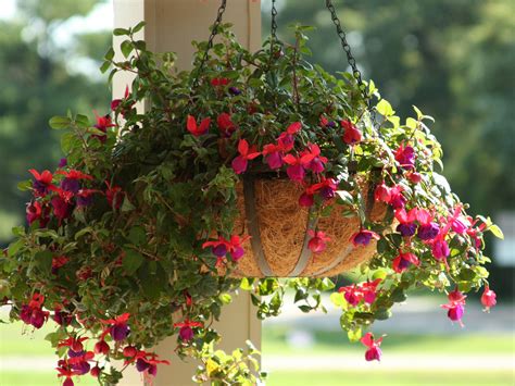 Trim off excess plastic around the edge of the liner using kitchen shears. Learn More About Coconut Planter Liners