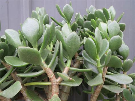 Crassula Ovata Obliqua Jade Plant • World Of Succulents Jade Plants Crassula Ovata Plants
