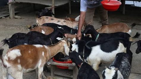 Start Black Bengal Goat Farming The Easiest Way Farming Method