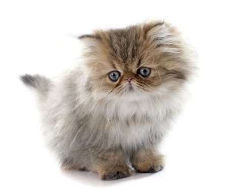 Teacup Persian Cat Lifespan Jamison Epps