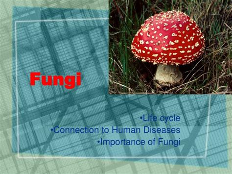 Ppt Fungi Powerpoint Presentation Free Download Id1722755