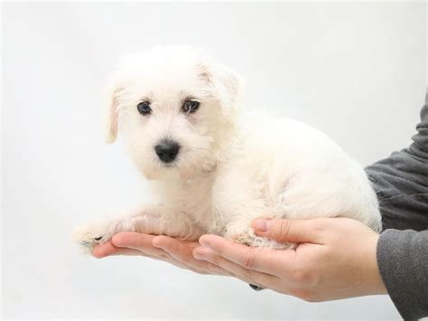 Miniature Schnoodle Dog Male White 2874960 My Next Puppy