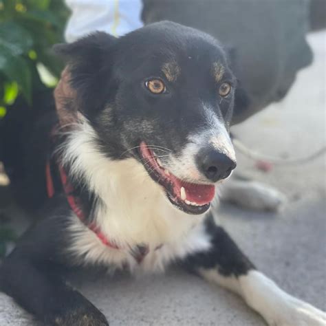 Border Collie Mischling Lassie Hat Ihr Zuhause Gefunden Salva