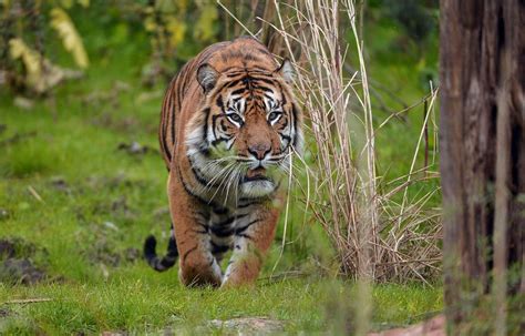 Sumatran Tigers Explore Their New Home At Chester Zoo Liverpool Echo