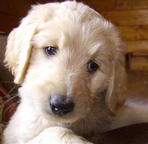 ***we have a litter of f1b labradoodles that we have reservations still available. GOLDENDOODLES OF COLORADO: Goldendoodle Puppies Ready July ...