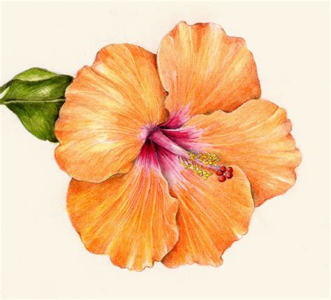 Workshops Draw Botanical Botanical Drawings Hibiscus Flower