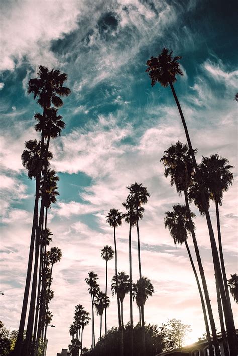 Palm Trees Wallpaper Los Angeles Sunset