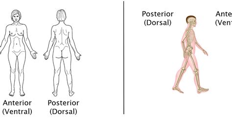 Anatomical Position Human Body Blank Anatomical Position Diagram