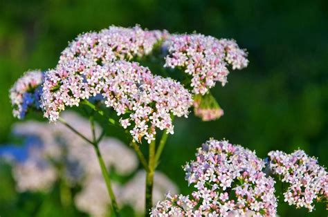 Growing Valerian Herbs Information On Valerian Herb Uses And Care