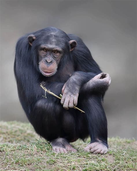 Schimpanse Walter Zoo