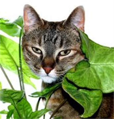 (cat safe) house plants for cleaner air • mind over matter. House Plants Safe For Cats - Pets And House Plants Tips