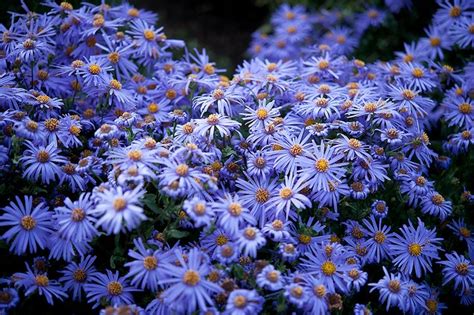 Aster Sp Asteraceae Michaelmas Daisy Blue And Purple Flowers
