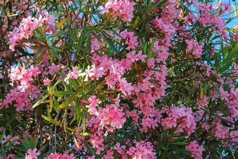 Flowering Vines For Shade Zone 9 Sacramento Landscaping Recommended