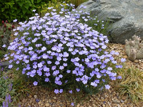 Summertime Blues Narbonne Blue Flax Plant Select