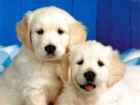 50 Most Lovely Golden Retriever Puppy Pictures And Images